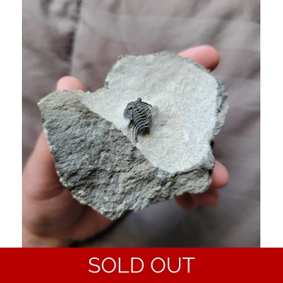 Bargain Leonaspis Trilobite Fossil From The Devonian of Morocco